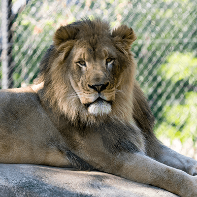 Lion at Zoo